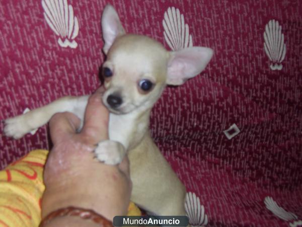 3chihuahuas maxos y una hembrita