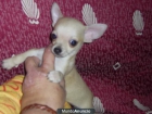 3chihuahuas maxos y una hembrita - mejor precio | unprecio.es