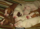 bulldog frances  500 - mejor precio | unprecio.es