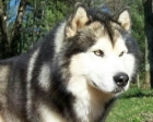 cachorra de ALASKA MALAMUTE con PEDIGREE 450? - mejor precio | unprecio.es