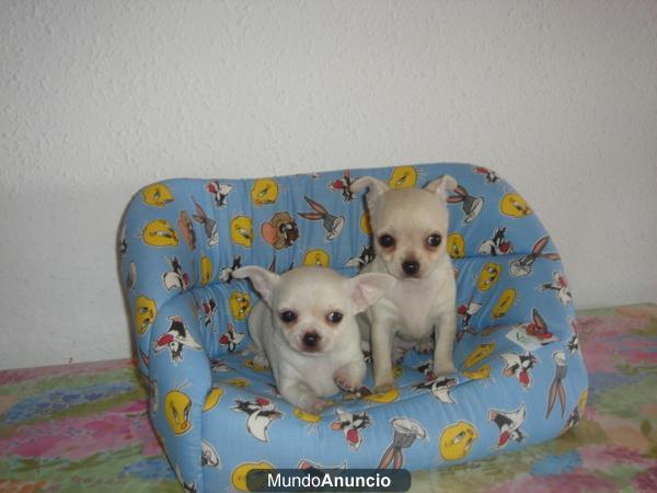 cachorritos de chihuahuas