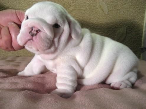 Cachorro de bulldog con LOE y a buen precio