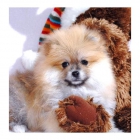 Cachorro macho de Pomerania listo. - mejor precio | unprecio.es