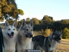 cachorros de west siberian LAIKA - mejor precio | unprecio.es