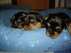Cachorros yorkshire - mejor precio | unprecio.es