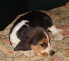 Camada de Beagles Hembras Tricolores - mejor precio | unprecio.es