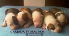 excelente camada de american staffordshire terrier - mejor precio | unprecio.es