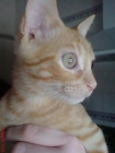 Regalo precioso gatito naranjita de 3,5 meses - mejor precio | unprecio.es