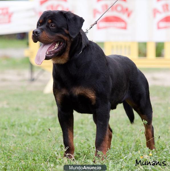 rottweiler,camada muy buena