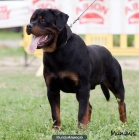 rottweiler,camada muy buena - mejor precio | unprecio.es