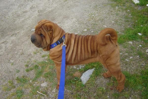 shar pei macho para monta