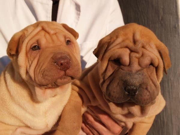 Tu oportunidad, Cachorritos Shar-pei a buen precio
