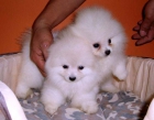 Vendo preciosos cachorros pomeranias - mejor precio | unprecio.es