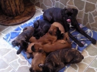 boxer puro con pedigree - mejor precio | unprecio.es