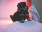 cachorritas de spitz aleman pequeño - mejor precio | unprecio.es