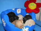 cachorros pomerania - mejor precio | unprecio.es