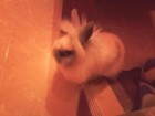 conejo de angora con todos sus accesorios - mejor precio | unprecio.es