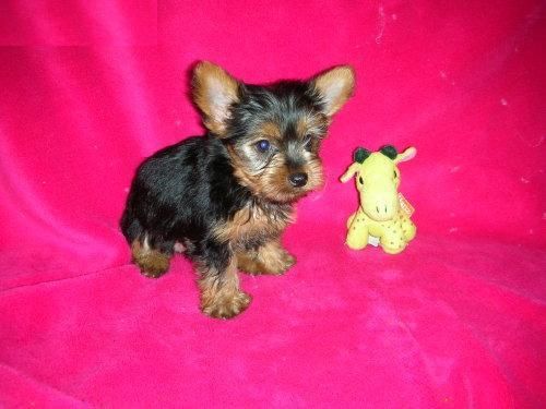 deseome regalen, shih-tzu, bichon maltes, westy, yorky,cocker