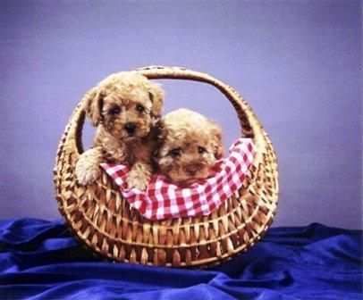 Oferta especial camada de Caniche