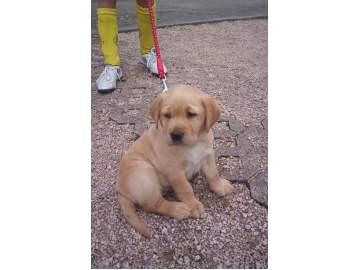 Perra Labrador con pedigrí de 2 meses