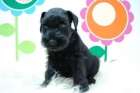 Preciosisimos Schnauzer Enano ( Negros ) Cachorretes de Calidad Listos para tu Hogar - www.animalflower.es - mejor precio | unprecio.es