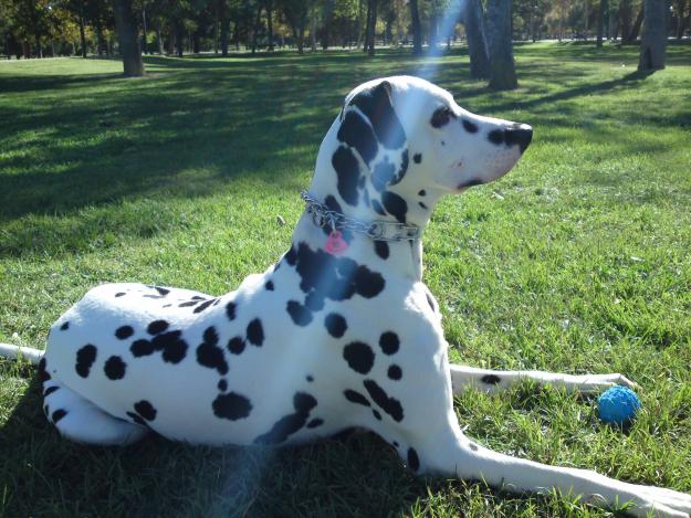 REGALO DALMATA