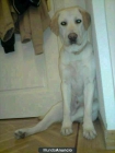 Se regala Labrador Retriever. - mejor precio | unprecio.es