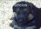 Vendo cachorro de pastor aleman - mejor precio | unprecio.es