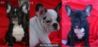 vendo precioso bulldog frances - mejor precio | unprecio.es