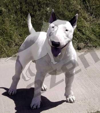 Venta Bull Terrier nietos de Cardigan Prince (campeon del mundo)