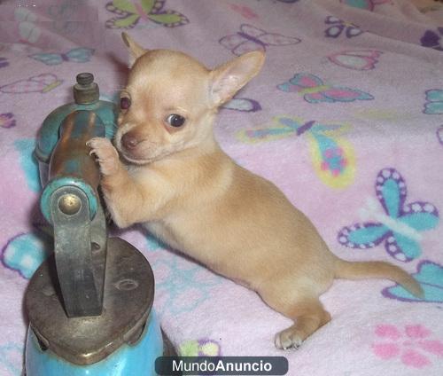 Hembra Chihuahua cachorro, marrón.