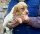 Cachorros épagneul bretón - mejor precio | unprecio.es