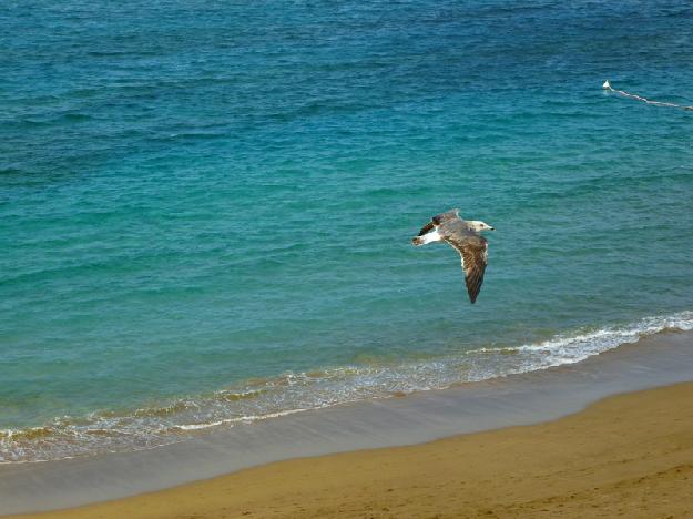 ático en Palmas de Gran Canaria(Las)