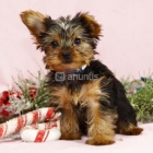 bebés Yorkie adorable 140 - mejor precio | unprecio.es