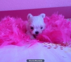 bichon maltes miniaturas - mejor precio | unprecio.es