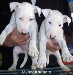 bullterrier mini
