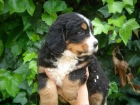 CACHORROS DE BOYERO DE BERNA - mejor precio | unprecio.es