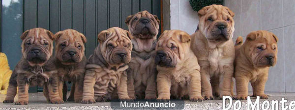 cachorros de shar pei