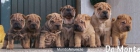 cachorros de shar pei - mejor precio | unprecio.es