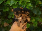 Camada cachorros Yokshire 300€ - mejor precio | unprecio.es