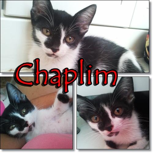 Chaplin, nuevo abandonado!