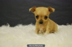 Chihuahuas toy, fotos de los cachorros. www.doogs.es - mejor precio | unprecio.es