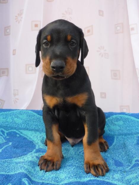ESTUPENDOS DOBERMAN
