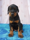 ESTUPENDOS DOBERMAN - mejor precio | unprecio.es