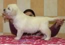 golden retriever hembra,calidad 160â¬