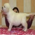 golden retriever hembra,calidad 160â¬ - mejor precio | unprecio.es