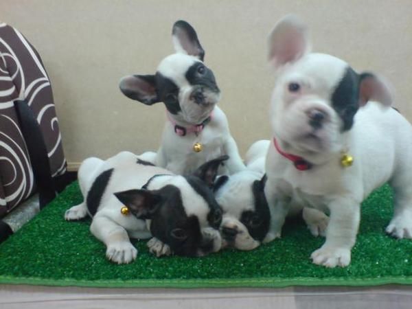 Hermosa y saludable Bulldog francés cachorros.