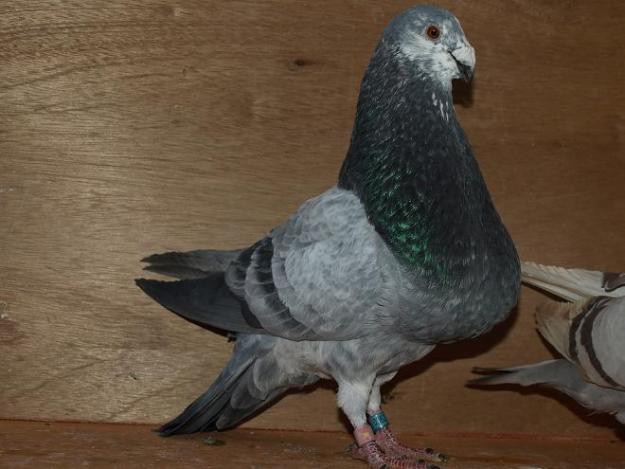 PALOMOS JIENNENSES DE VUELO