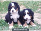 ¡Boyero de Berna, cachorros muy económicos! - mejor precio | unprecio.es