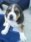 beagle hembra - mejor precio | unprecio.es